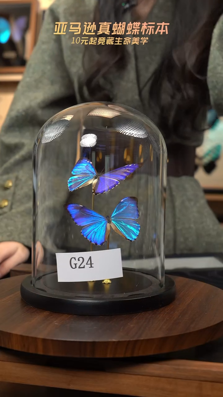 蝴蝶标本摆件竞拍g24
