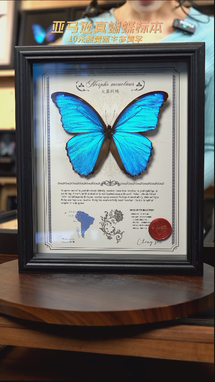 大蓝闪蝶豪华版10寸欧式框（带证书）