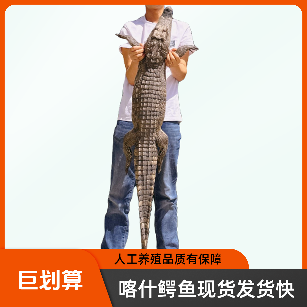 李彭江鳄鱼人工养殖海鲜【可加工】【同城配送】