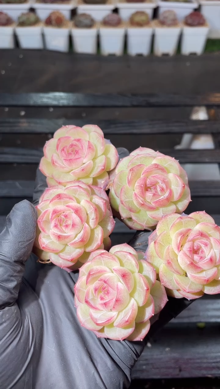 14-85星光跳跳糖2-3厘米量拍发一颗