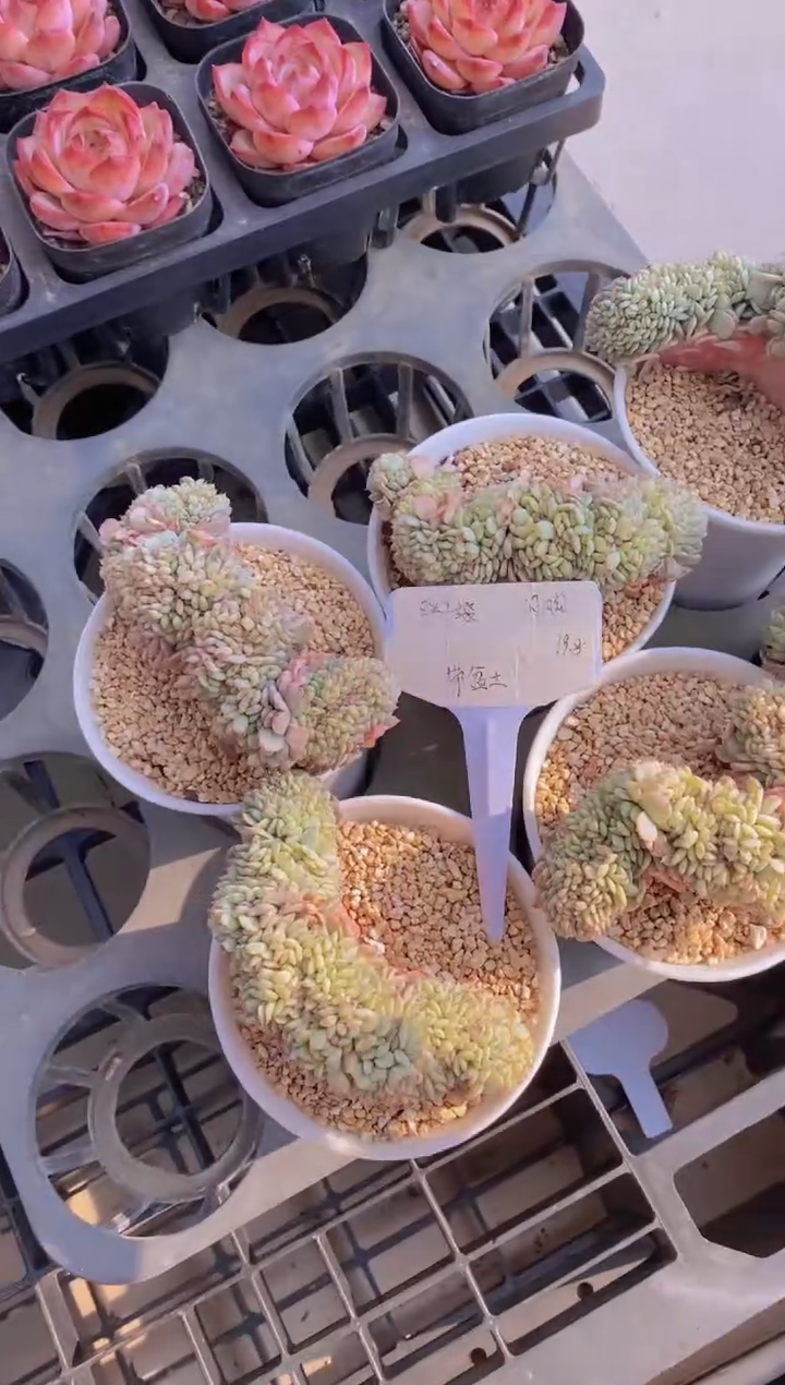 【闪购商品】A54-白胖子缀化（量拍）