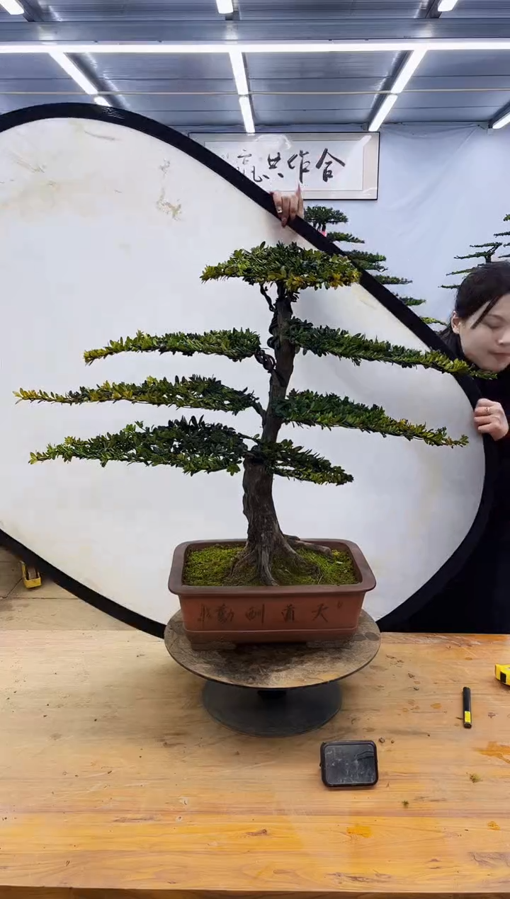 【闪购商品】高端盆景一物一拍，所见即所得