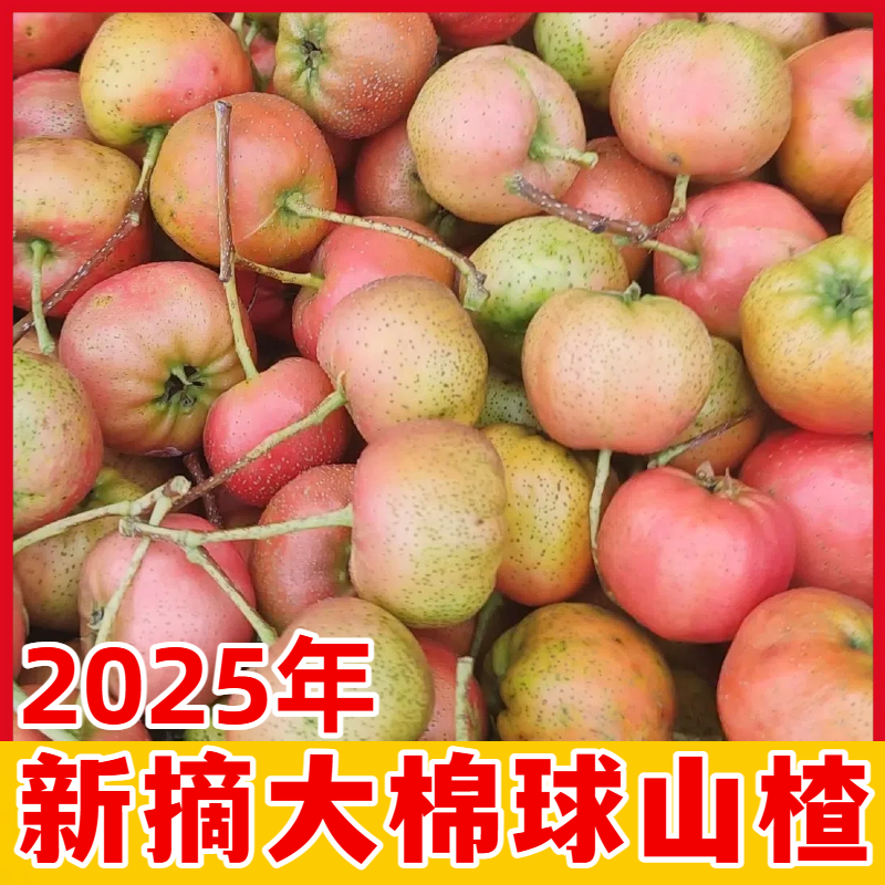 现摘沂蒙山大棉球山楂原产地直发酸甜可口新鲜应季水果山货包邮