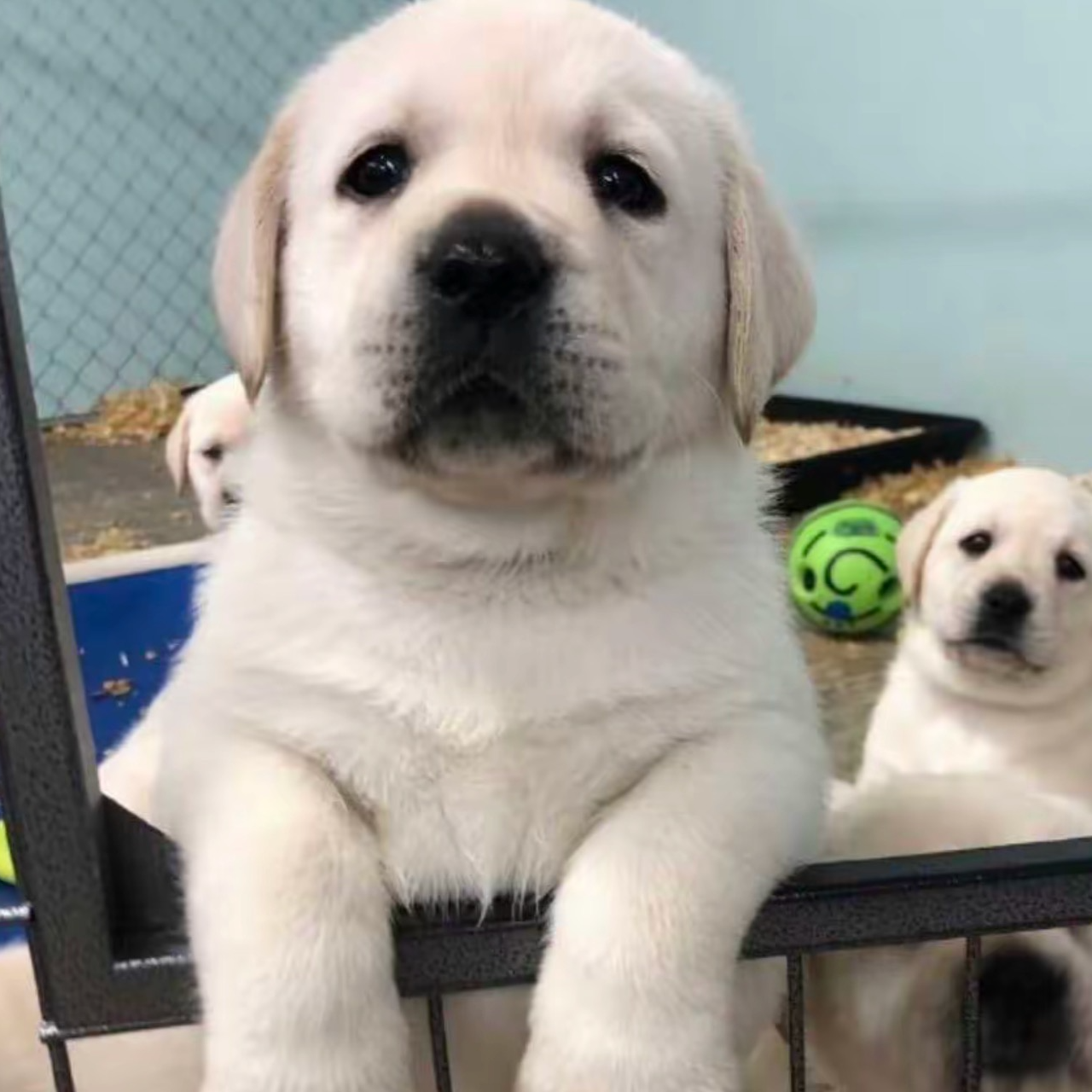 《Cute家拉布拉多》T宠物狗狗活体