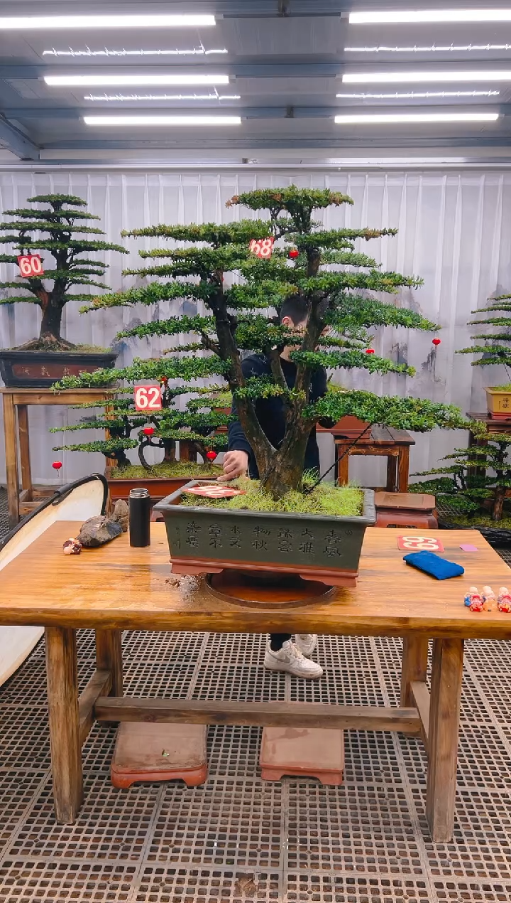 【闪购商品】紫砂精品盆景直播间一物一拍