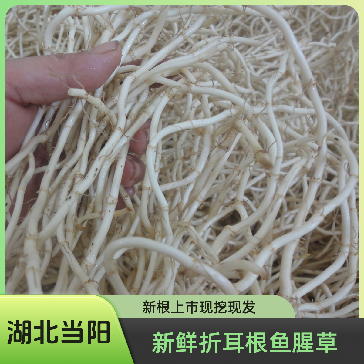 现挖洗净新鲜鱼腥草新鲜折耳根嫩根正宗湖北特产凉拌蔬菜