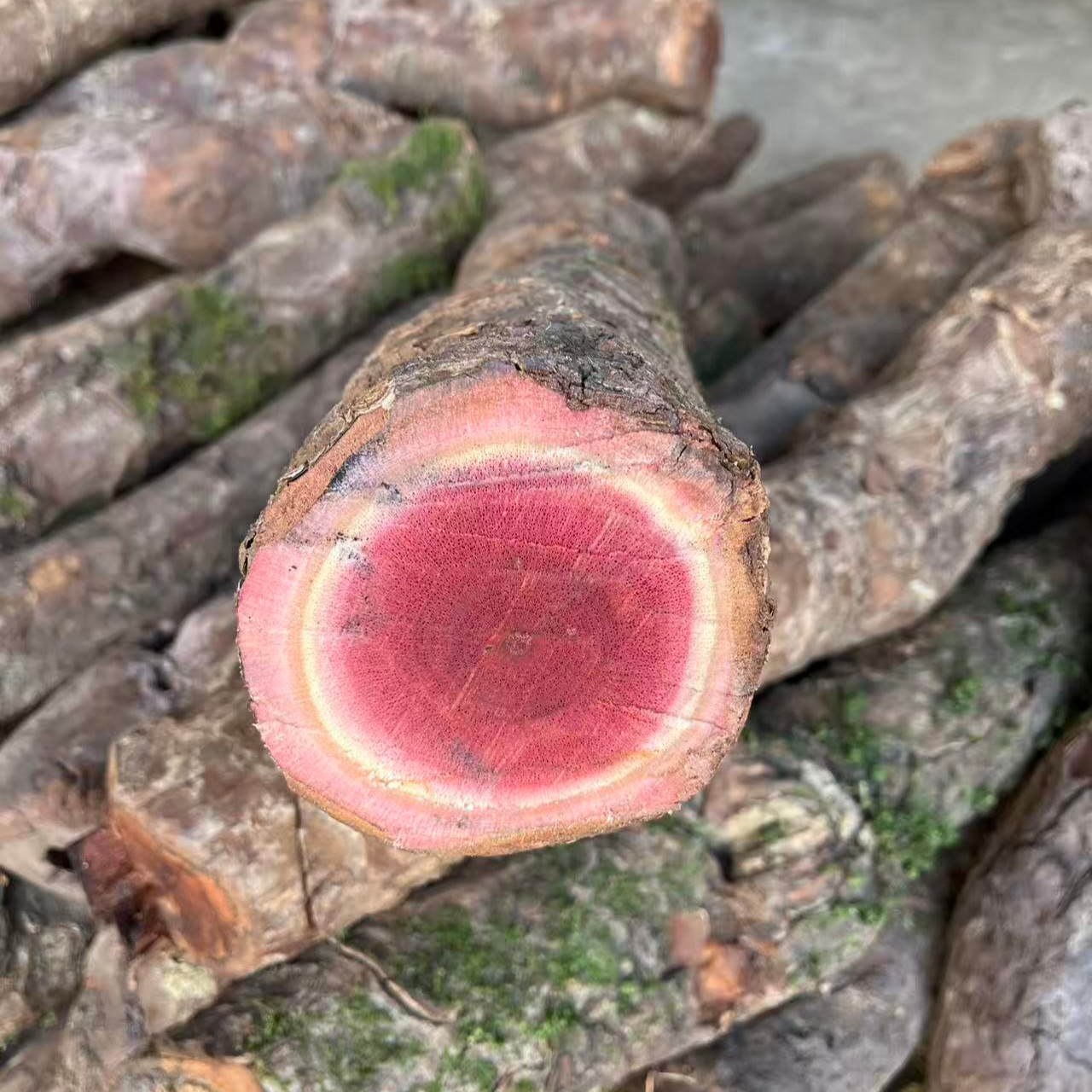 海风藤(鲜货一手货源)一物一拍