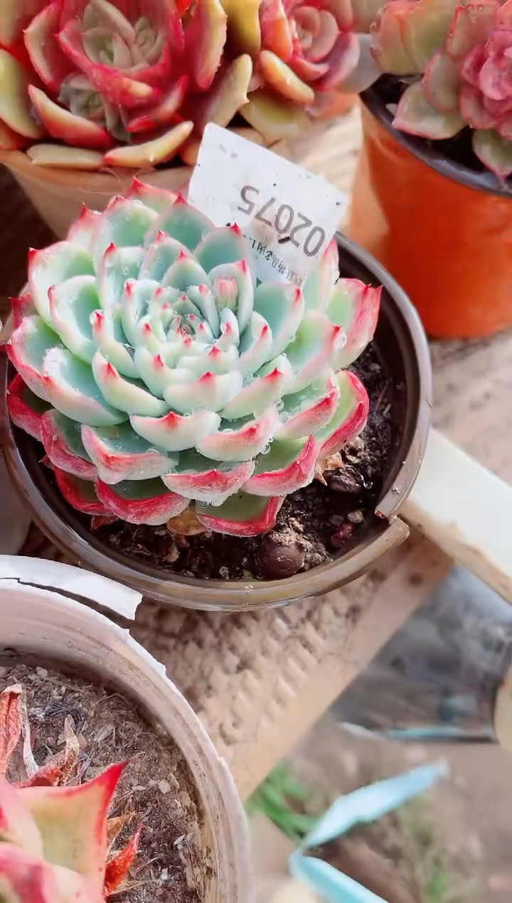 圆*^跃跃精品多肉02075