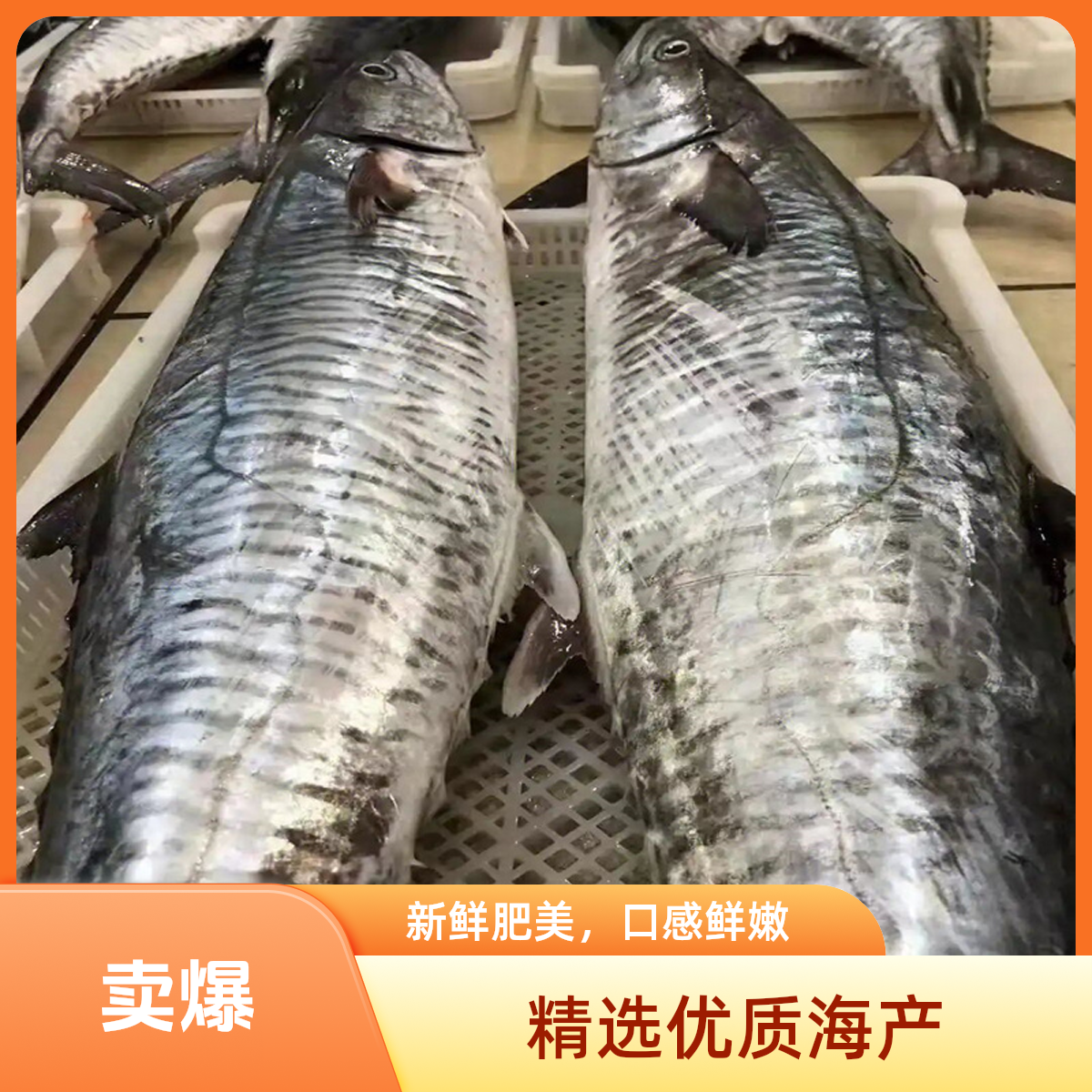 康氏马鲛鱼13-14斤博贺港新鲜冷冻现切片真空海鲜冰水产野生深海