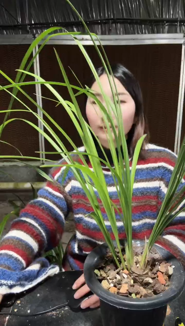 全部花朵大唐盛世3苗带花苞