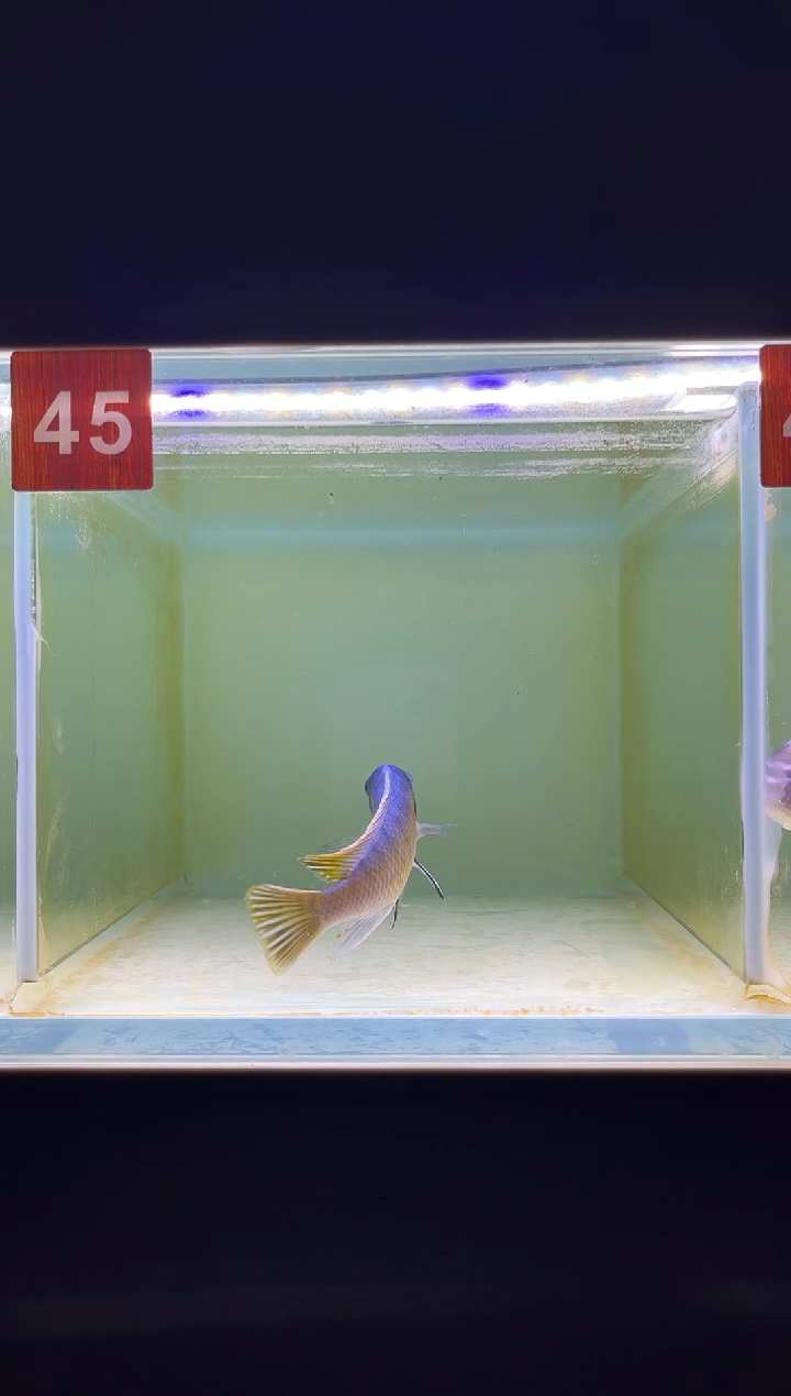 海水三湖慈鲷野生