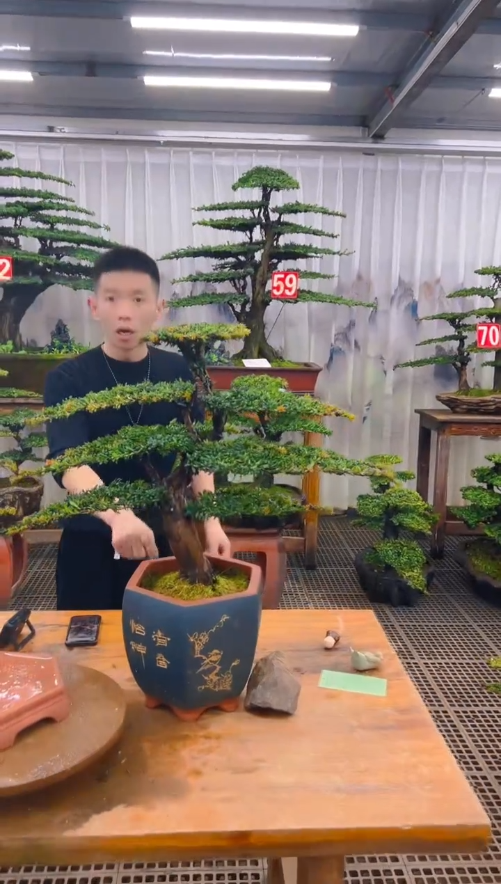 无花朵精品盆景直播间一物一拍