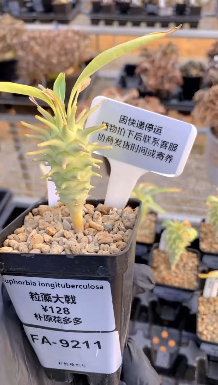 【闪购商品】粒藻大戟FA-9211