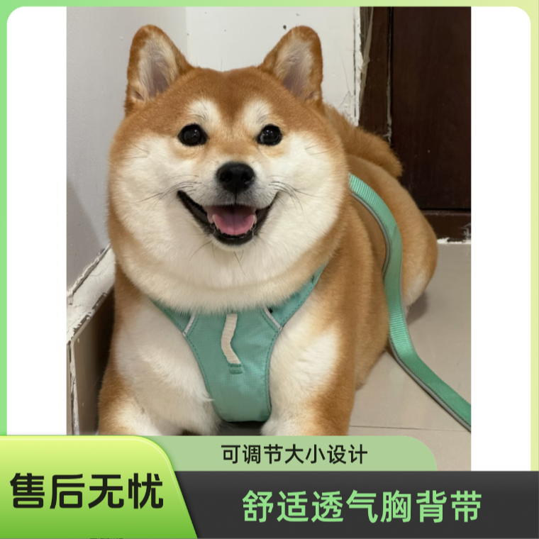 （明柴庄）柴犬甄选宠物活体宠物用品萌宠好物宠物好物