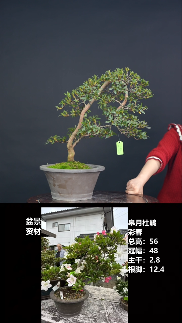 无花朵小*.彩春-G7966