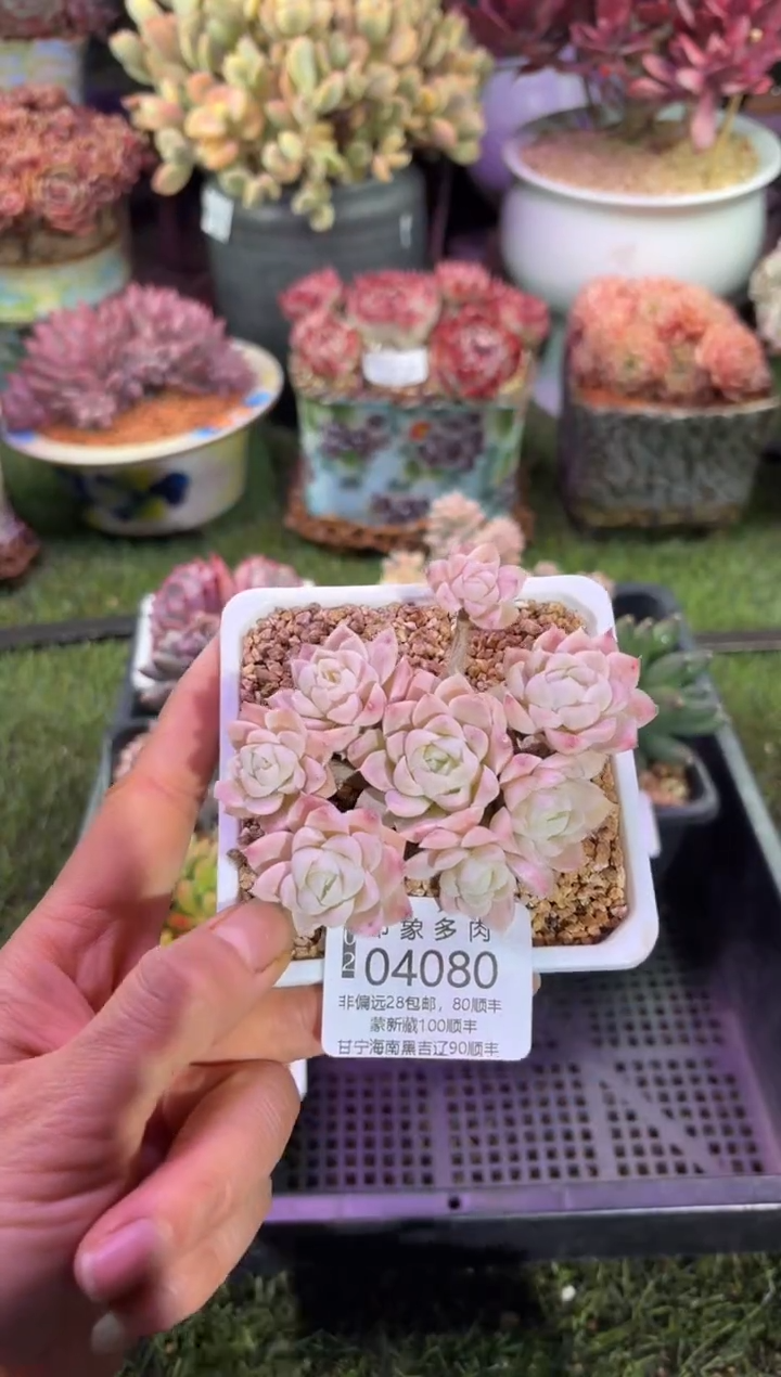 【闪购商品】04080