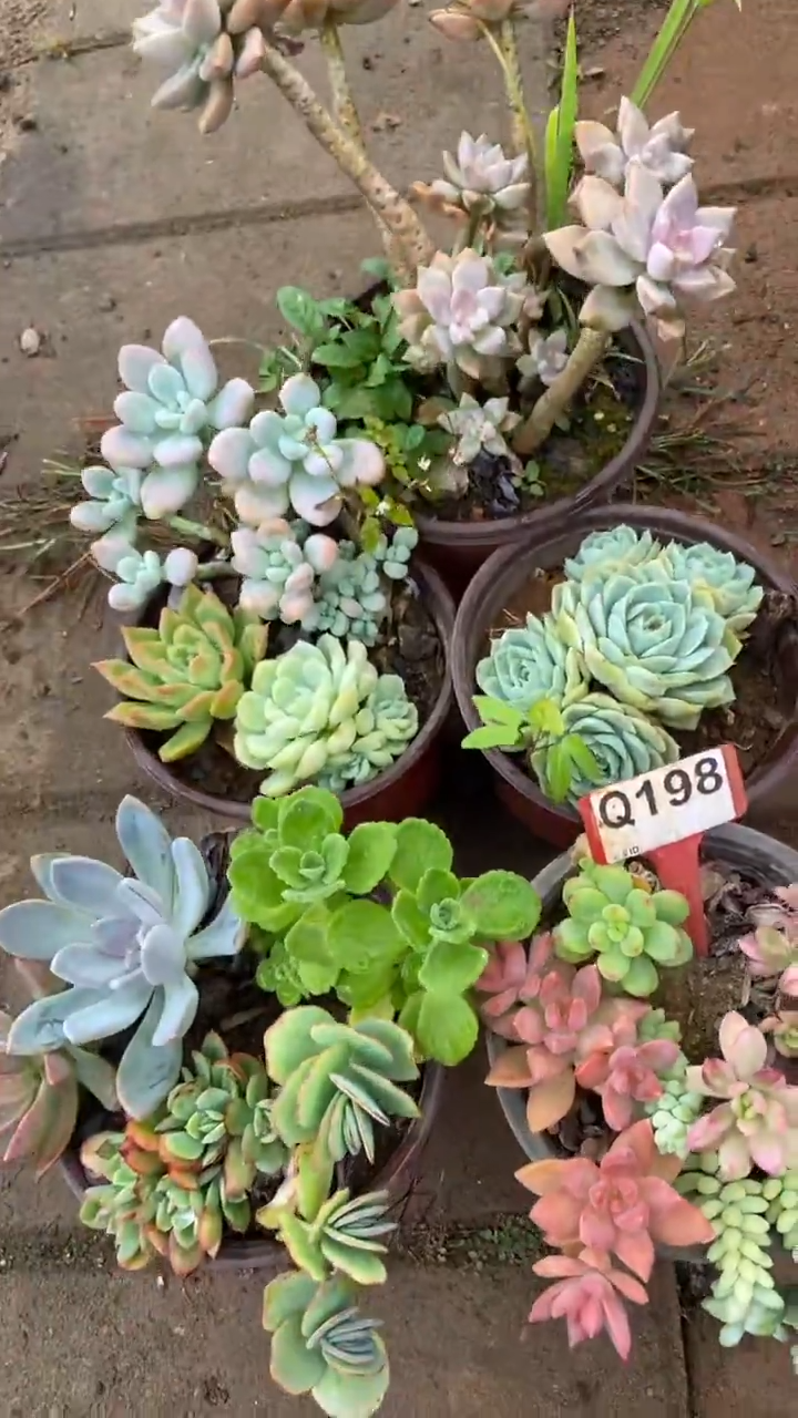 Q198多肉组合默认脱土发货