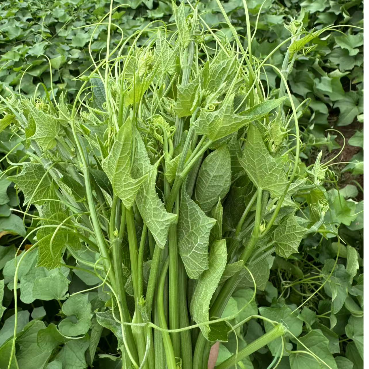 贵州佛手瓜尖现采现卖高膳食纤维 