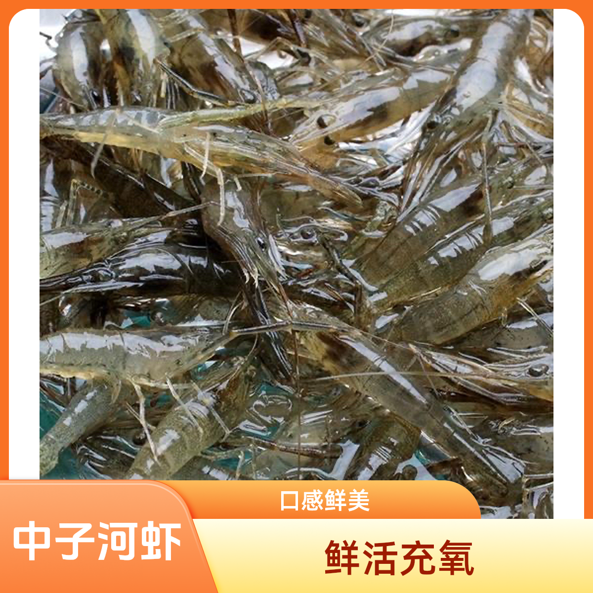 鲜活中子河虾250g，鲜活充氧