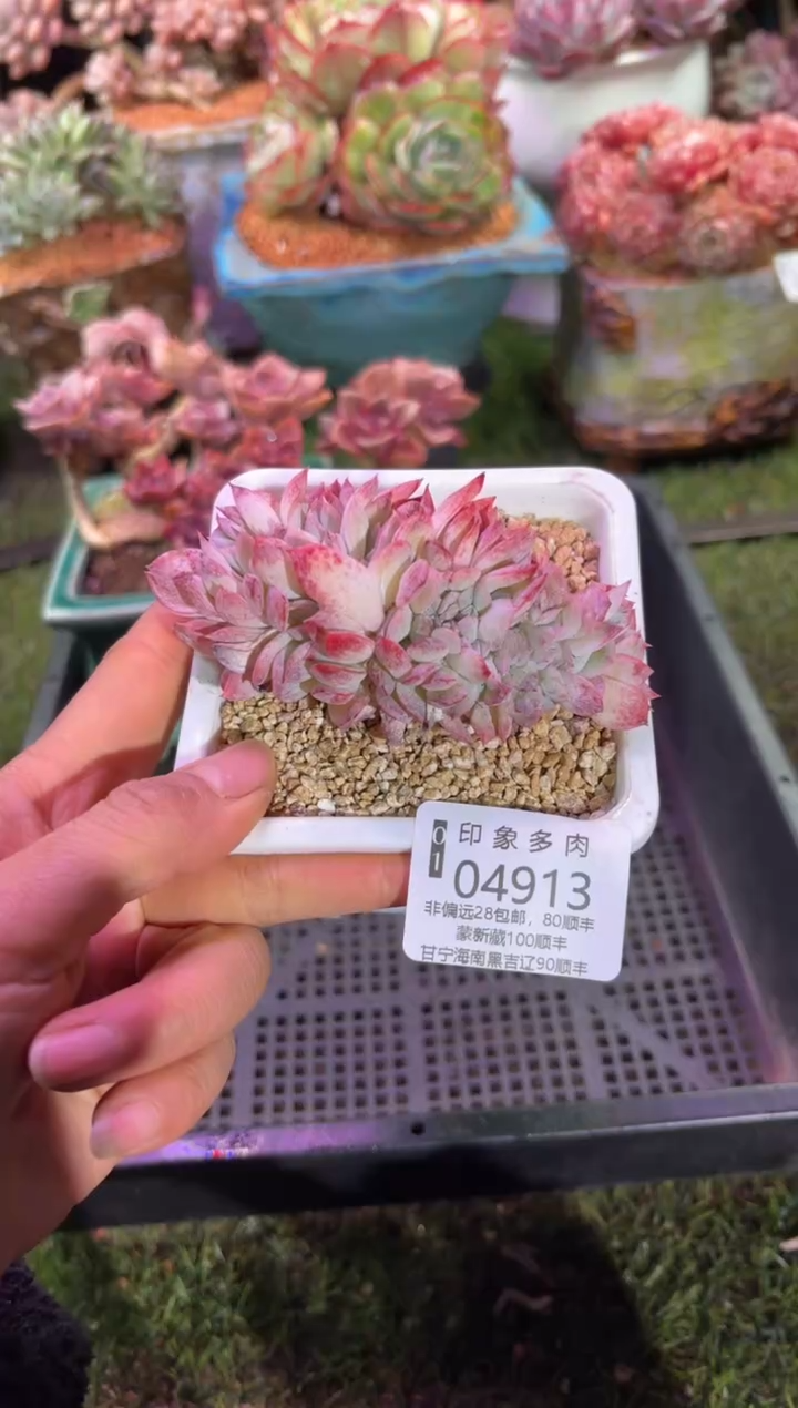 【闪购商品】04913