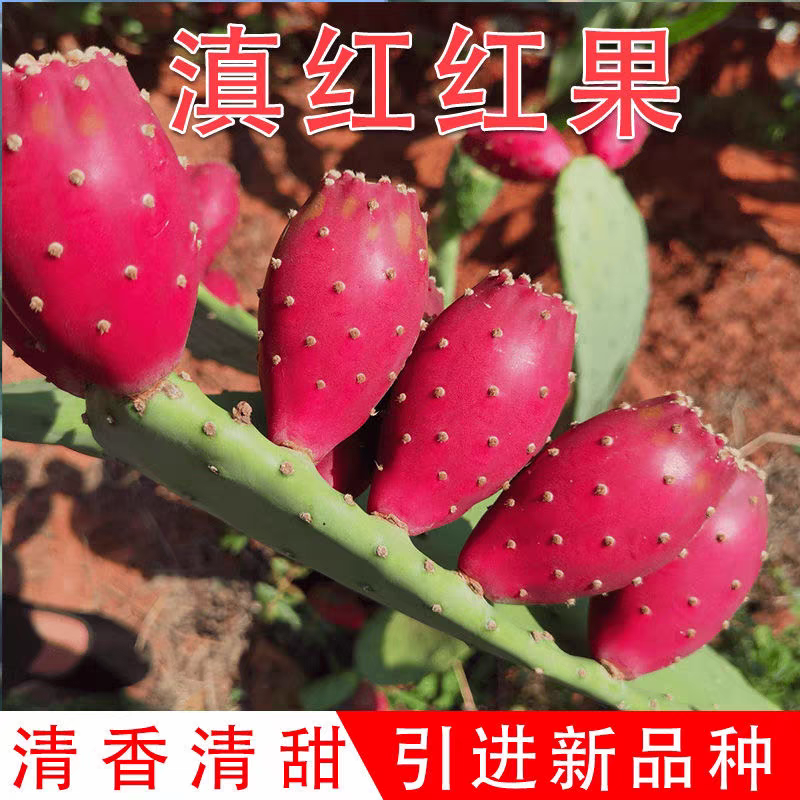 滇红仙人掌粉红女郎可食用可盆栽，种植片25-30