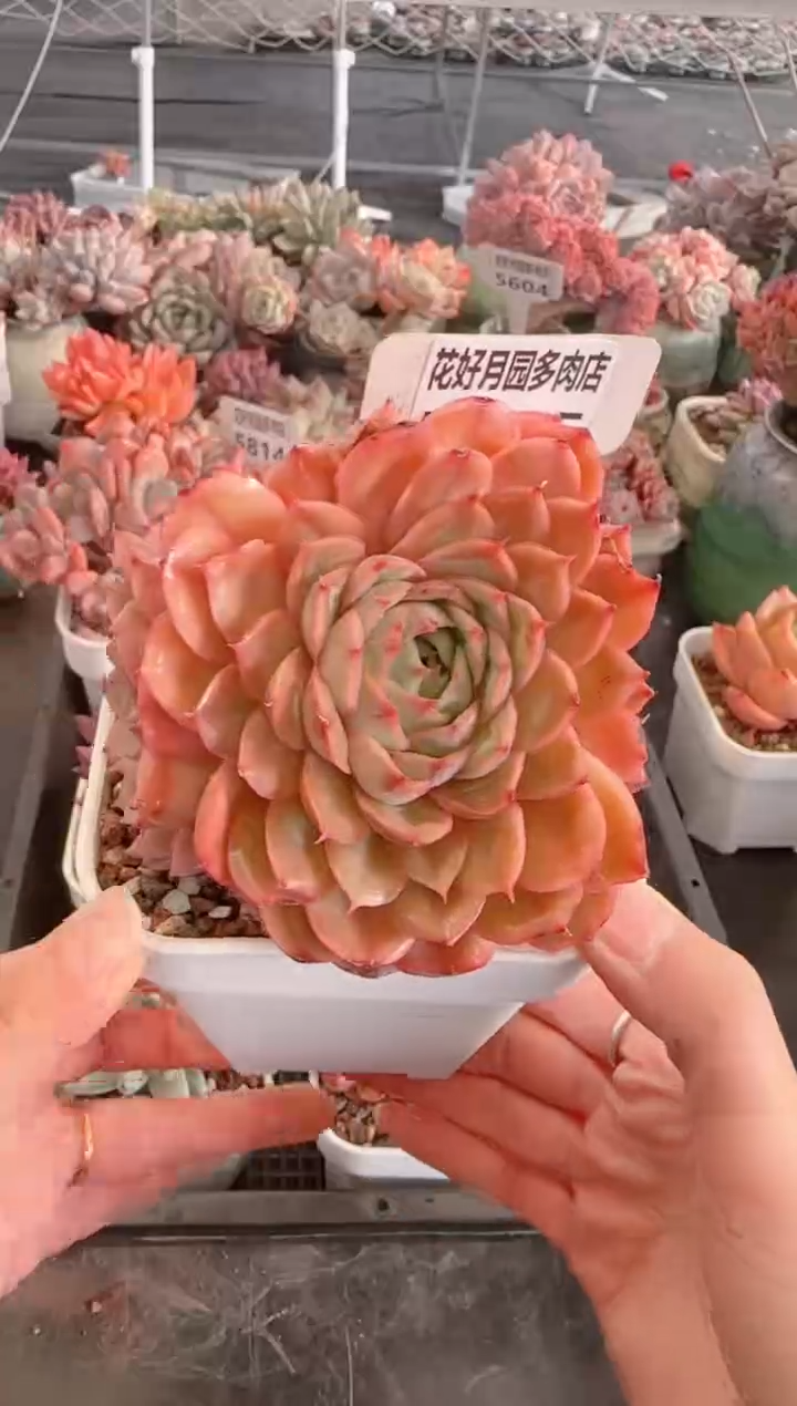 【闪购商品】5815.