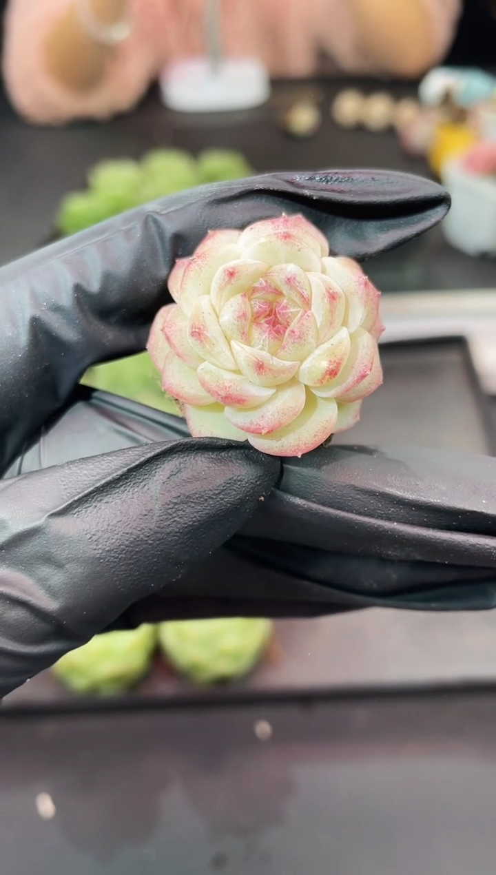 闪购961  淘气多肉一颗   