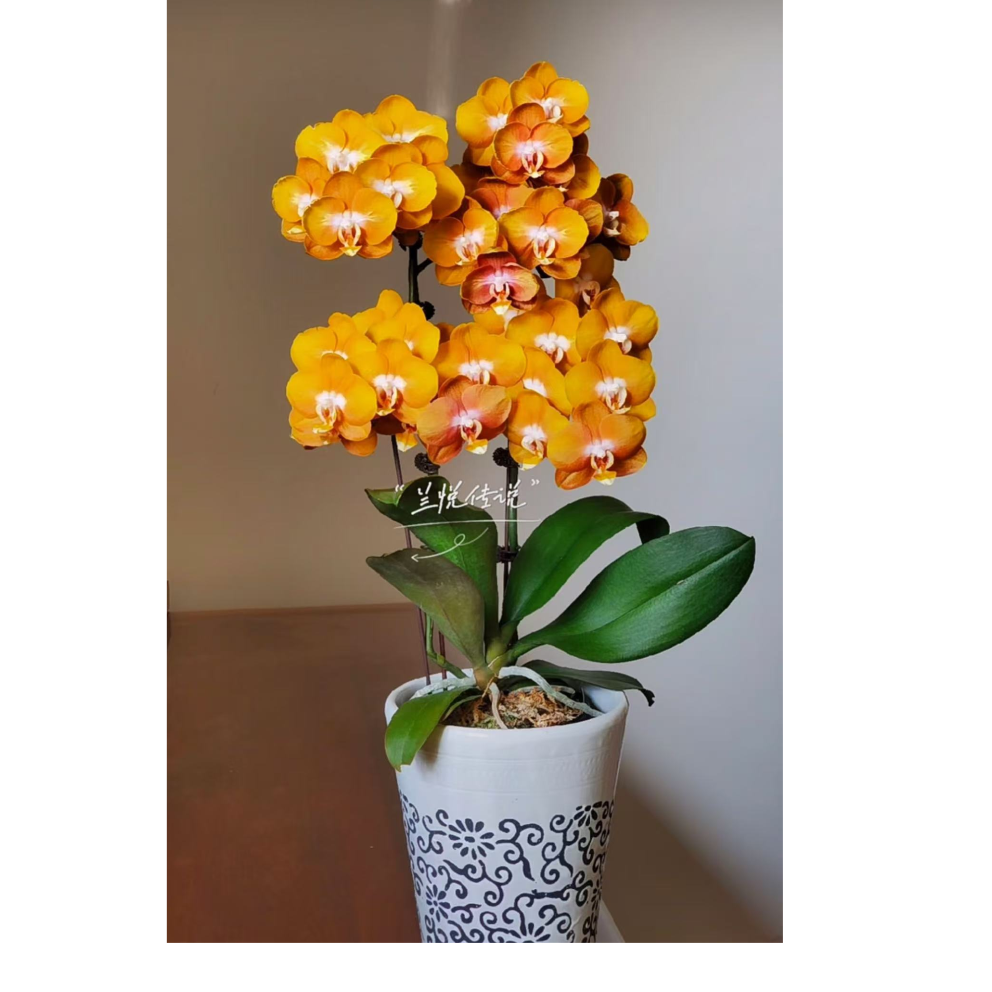 2个花剑 稀少品种 【拉斯维加斯】蝴蝶兰