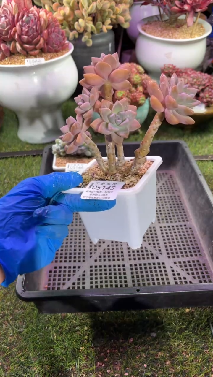 【闪购商品】05145