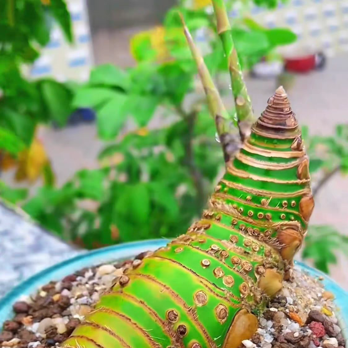 小叶簕竹生桩无叶禅意绿植私拍按相对应规格发货无盆无土