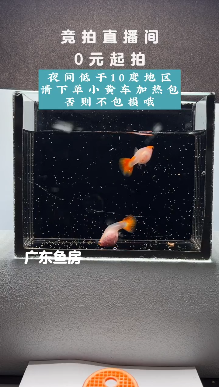 孔雀鱼红头玻璃猫两只带胎母鱼编号86