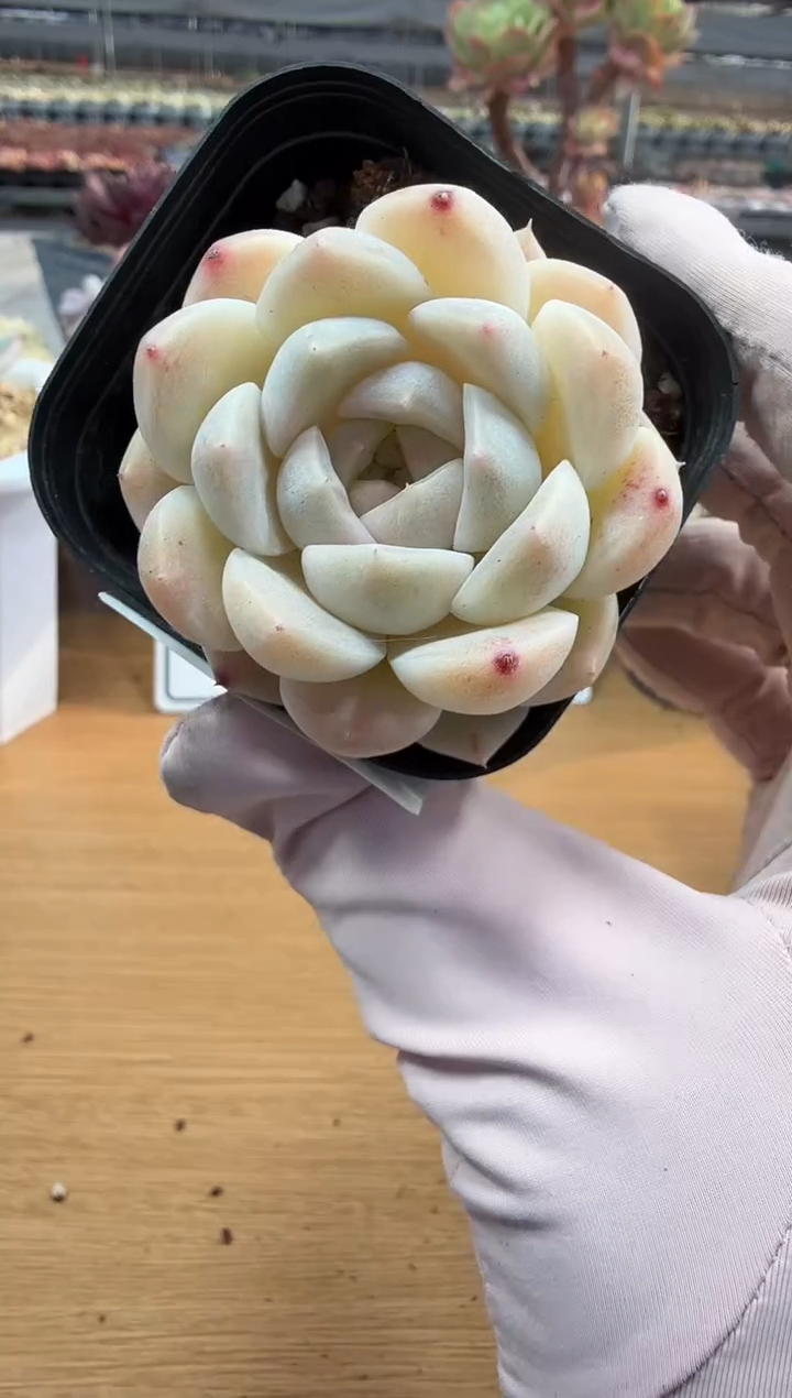 东云多肉园二店-292