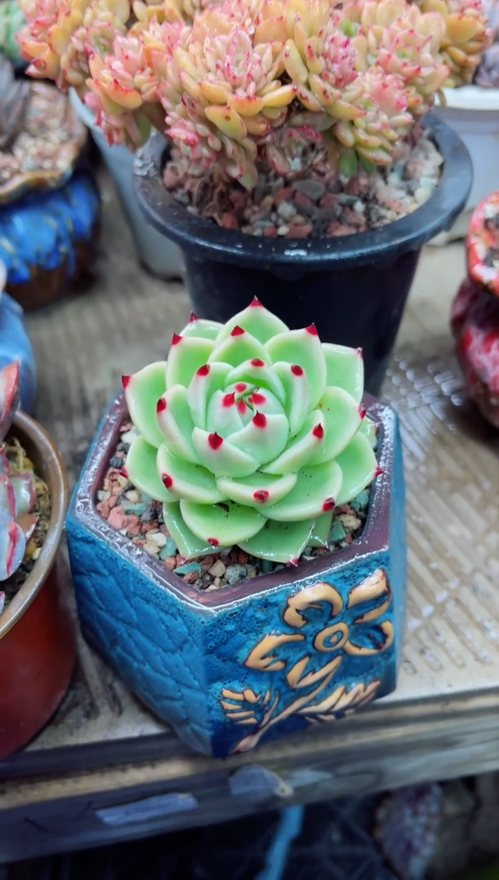 【闪购商品】06005