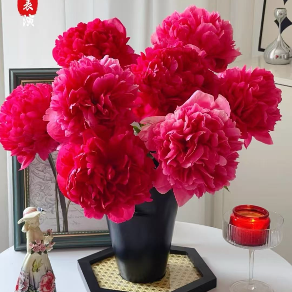【御前表演】山东重瓣芍药鲜花进口品种