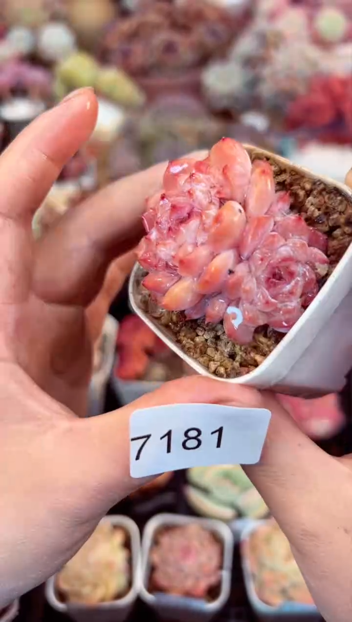 【闪购商品】7181双头冰钻多肉