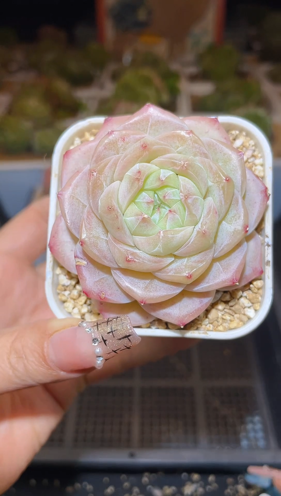 【闪购商品】191皇家之心