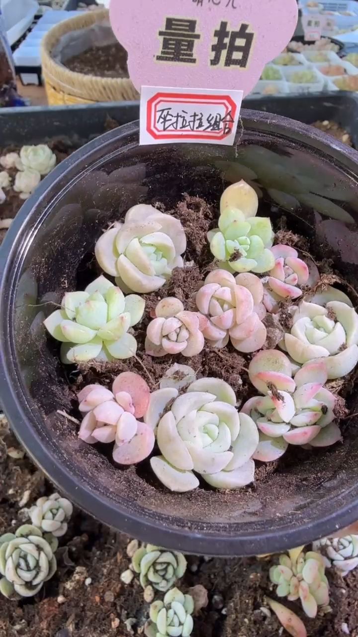 巫拉拉混 1盒 量拍混发（不标注个体名）