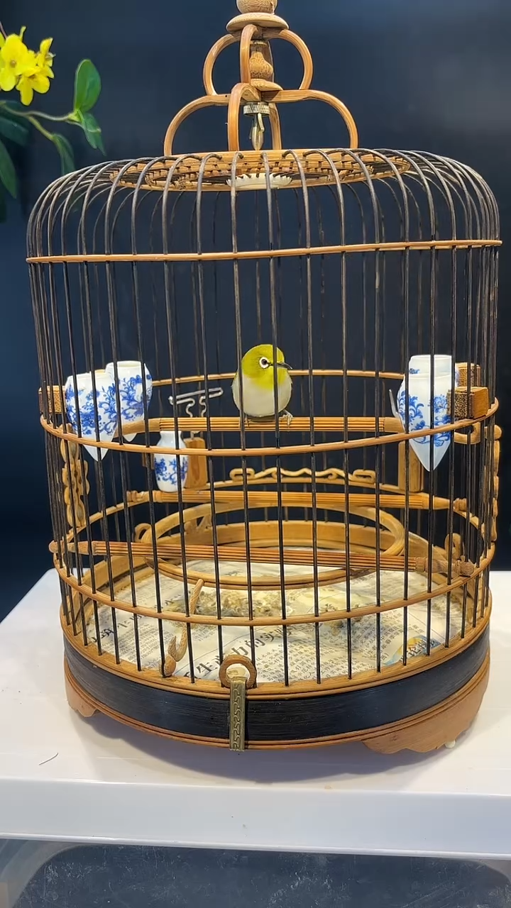 54号   绣眼养笼0元起拍