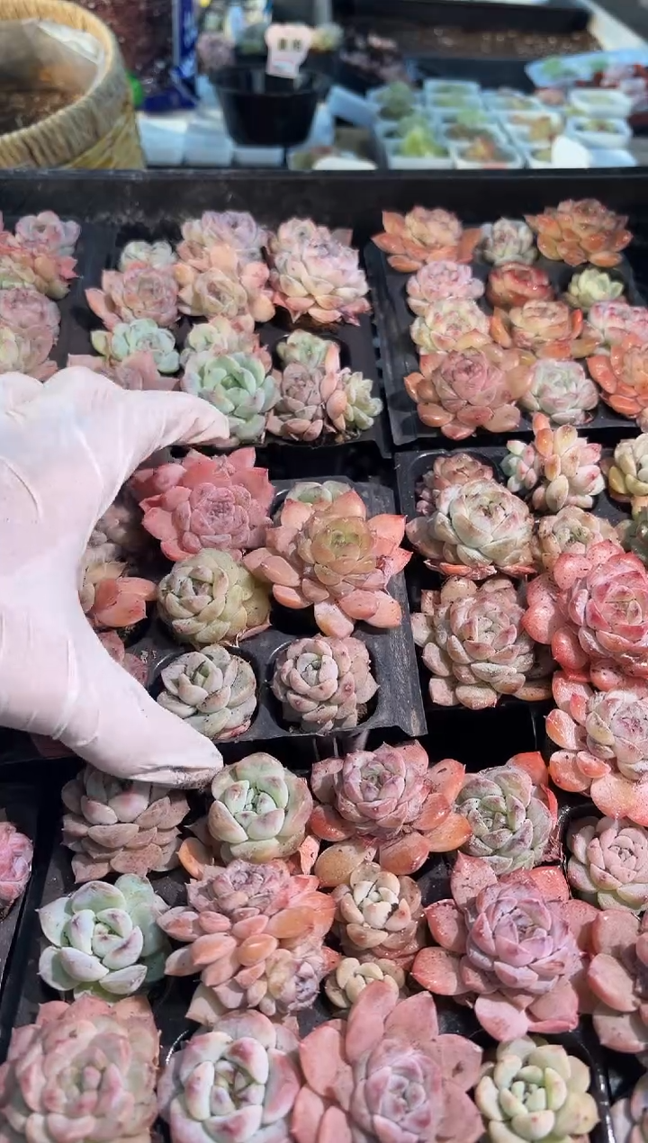 珍妮+糖心混12颗量拍混发