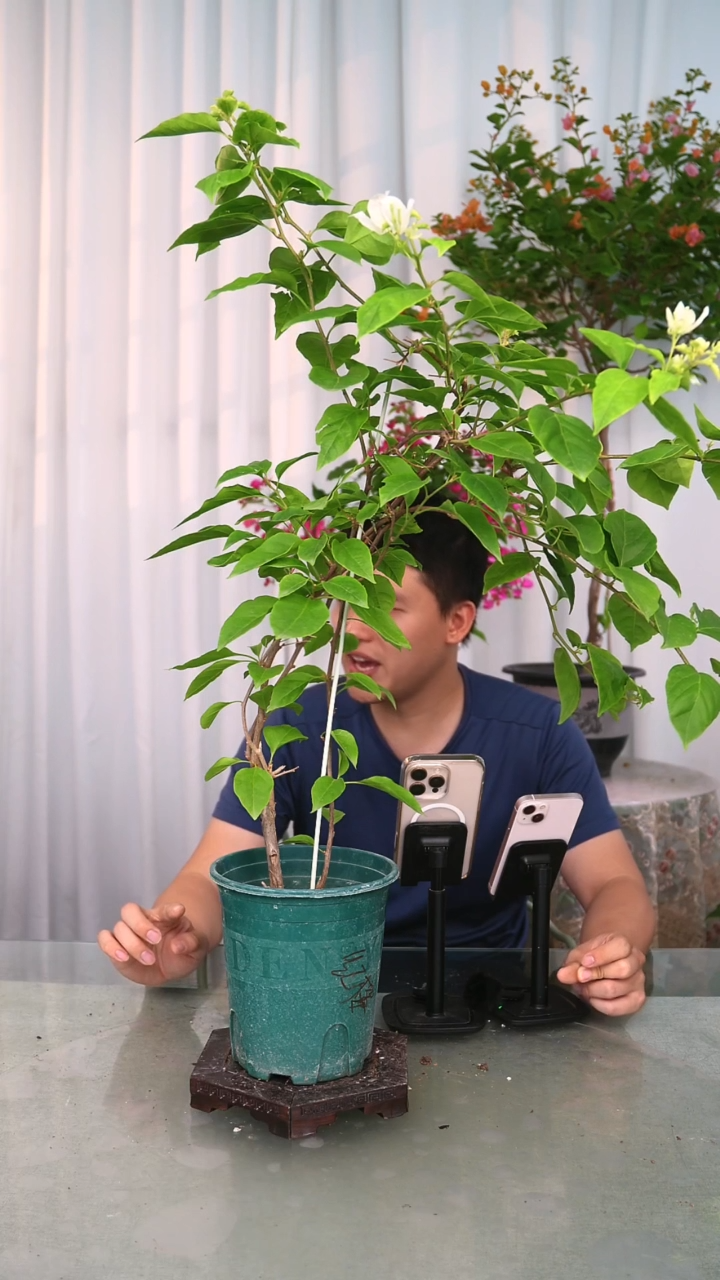 当前无花栽培后可以开花广红英带竹一颗