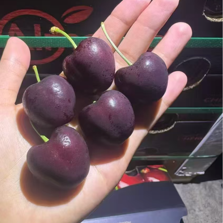 【3JD一整件原装箱】海运智利桑提娜【5斤】颗颗精选 果径 超大桑提娜樱桃智利共和国