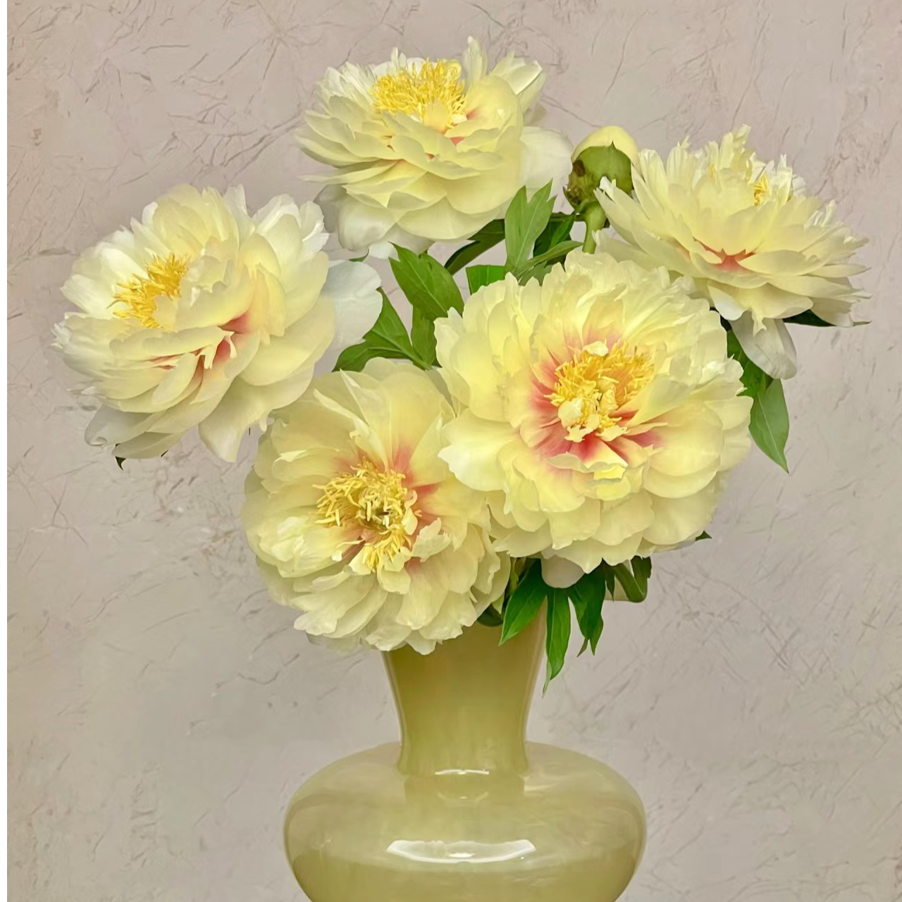 预售【芭茨拉】芍药鲜切花A级重瓣山东菏泽基地直发