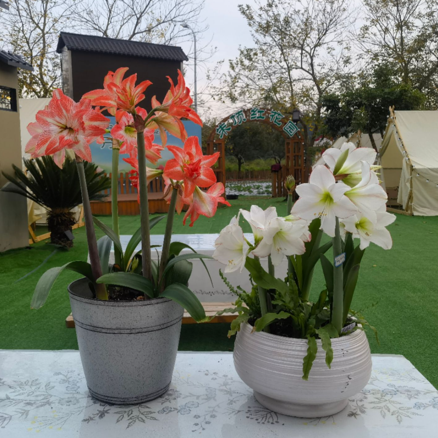 现挖现发【一窝群开球】杂交自育朱顶红/随机花色花卉庭院