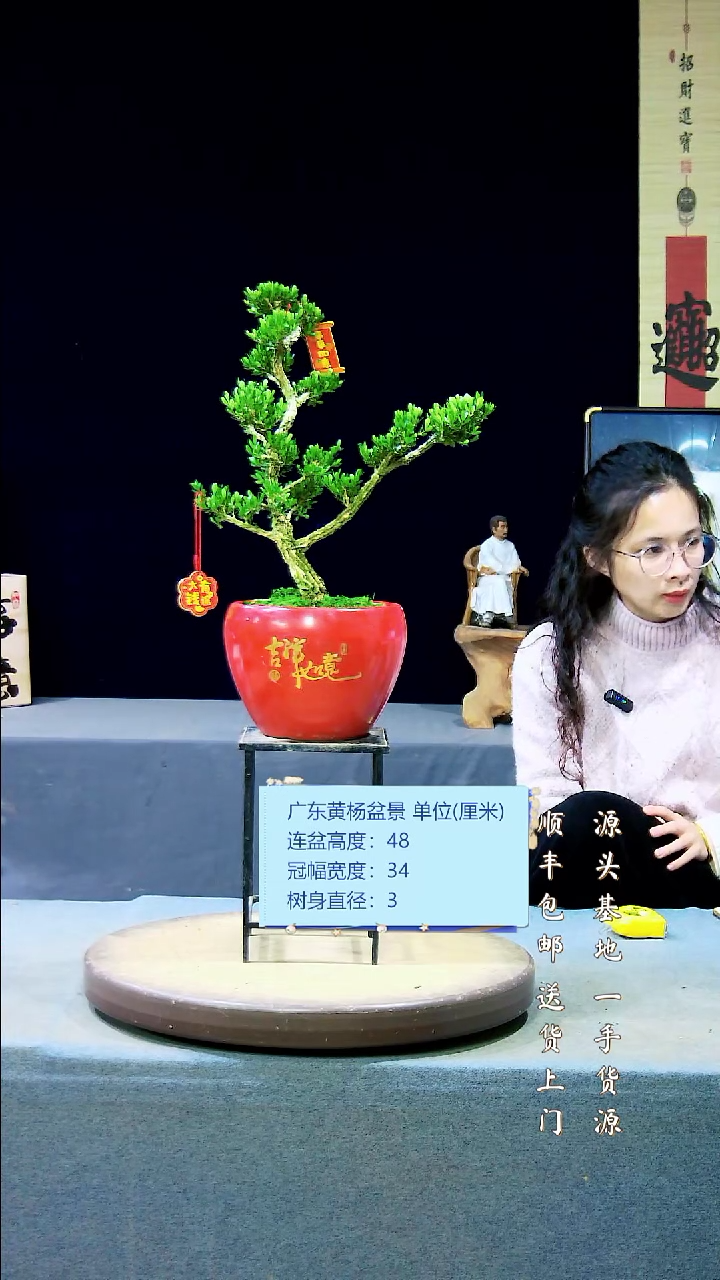 【闪购商品】黄杨盆景黄杨盆景