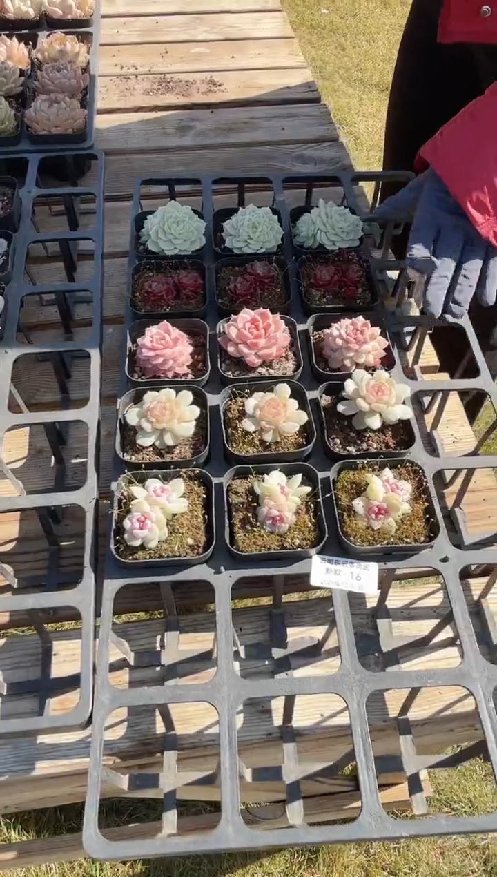 东云多肉园新款-16