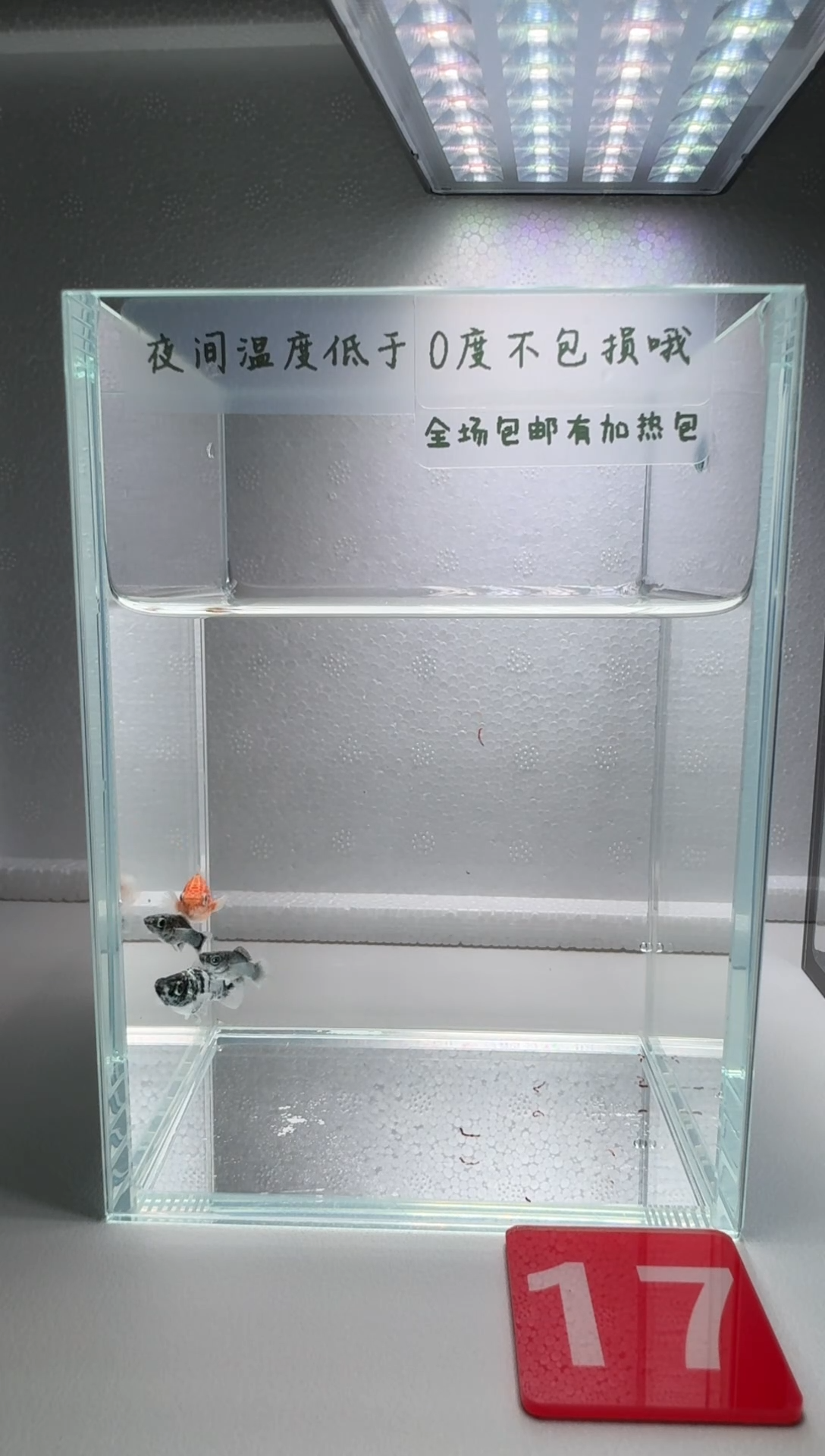 黑玛丽鱼017玛丽混搭小苗4条