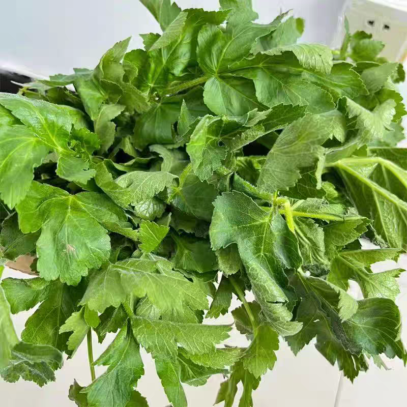 大叶芹黑瞎芹老山芹