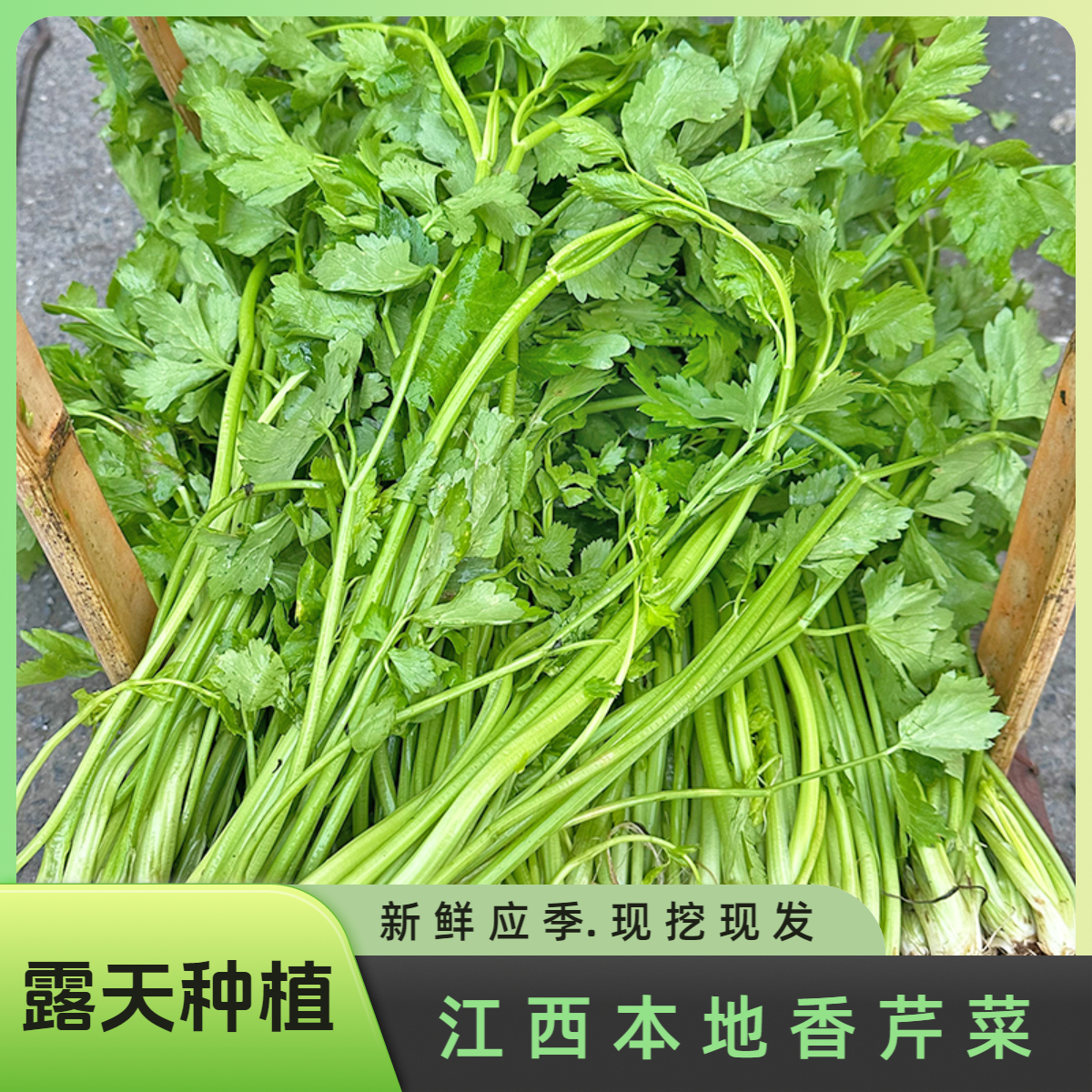 江西本地小香芹菜现挖现发新鲜小芹菜农村自种应季蔬菜芹菜非常香
