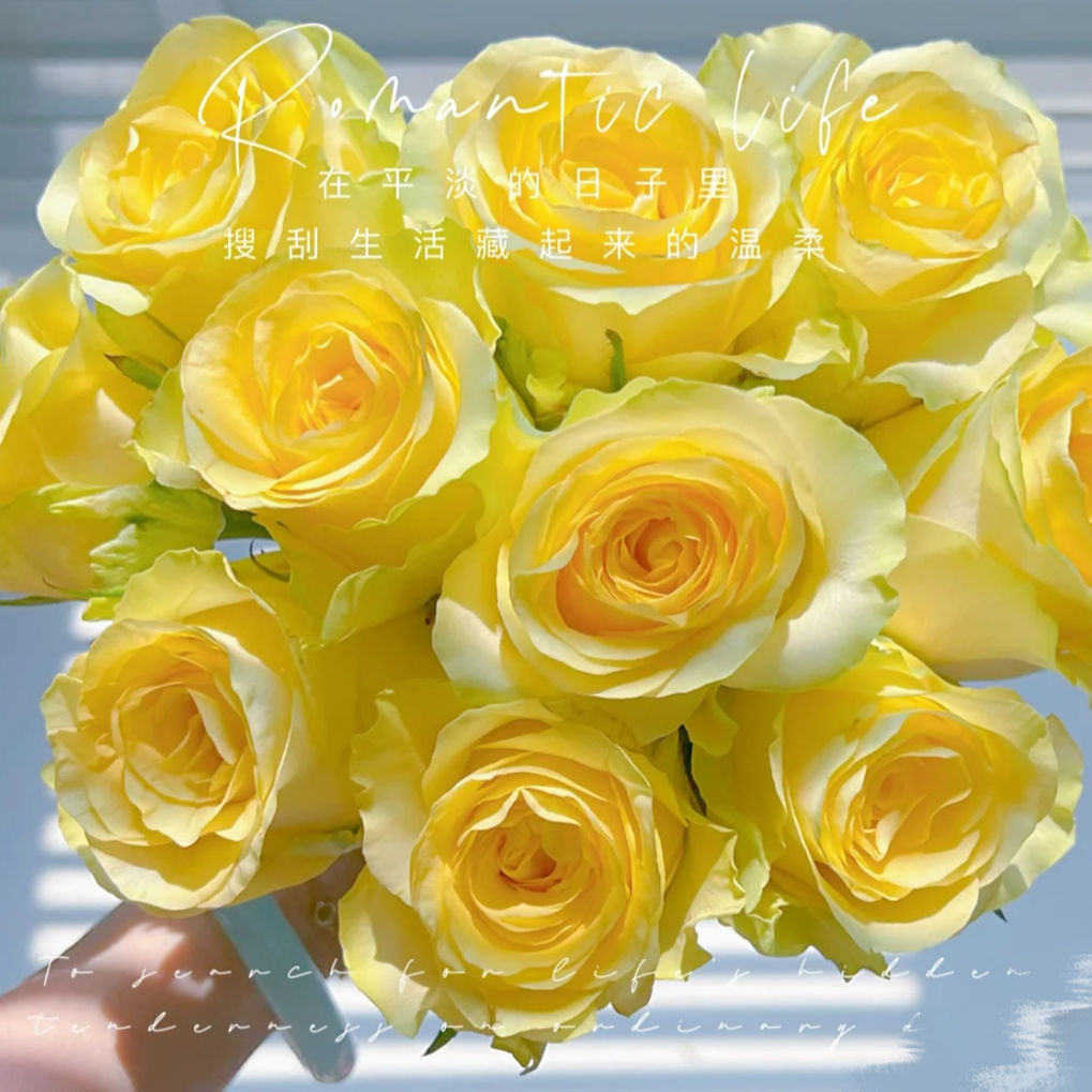 浪漫沙滩玫瑰：（一单也包邮。两单同一地址及以上送配草和保鲜剂）