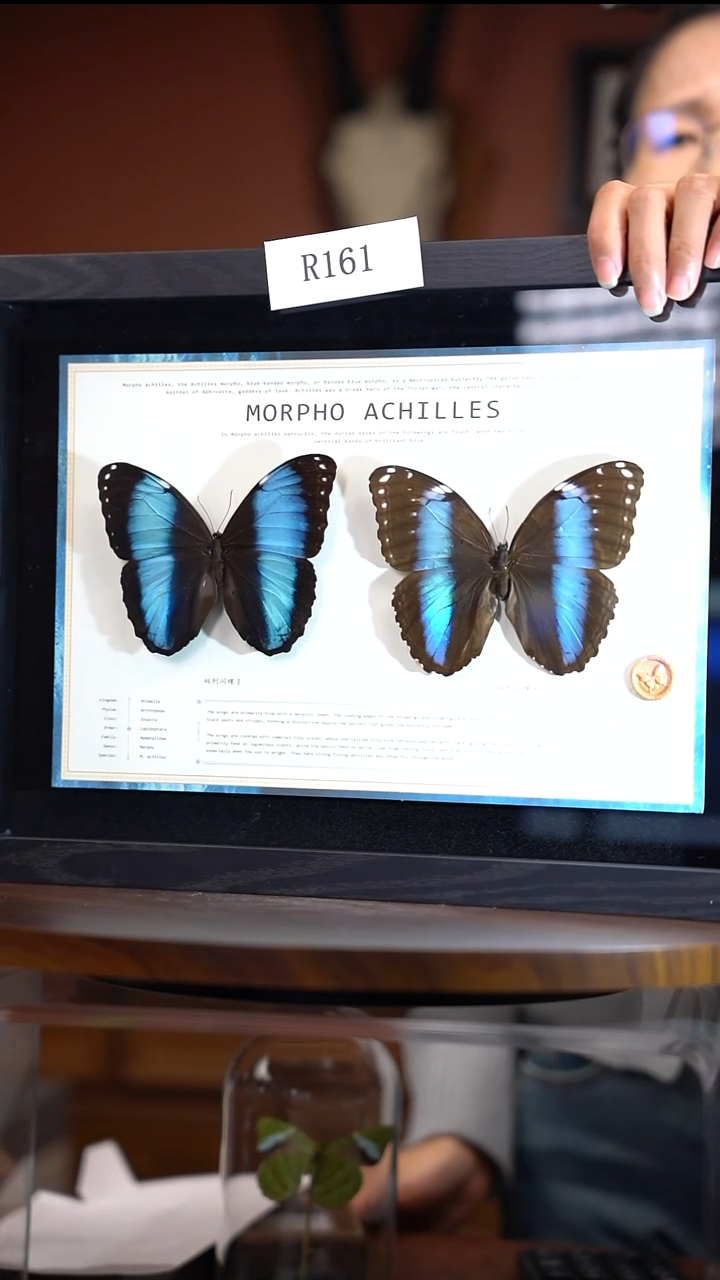 R161   双列闪蝶 雌雄一对  一图一物  拍下不退不换